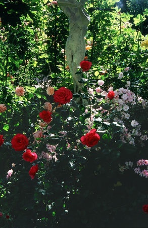 'Douglas and Kathleen Marks Rose Garden'  photo