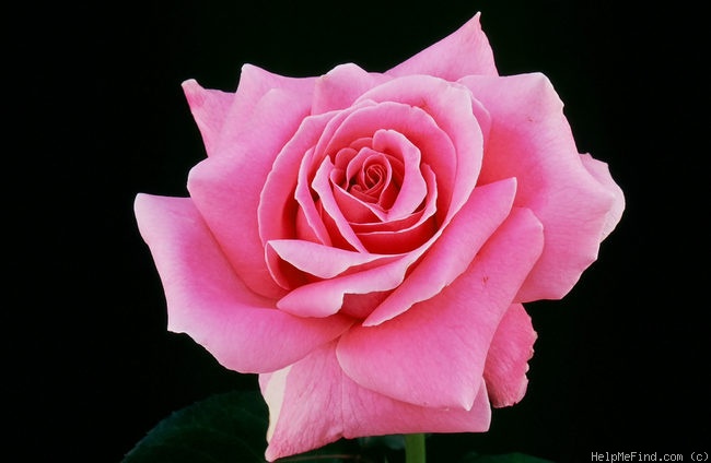 'Bewitched (hybrid tea, Lammerts, 1967)' rose photo