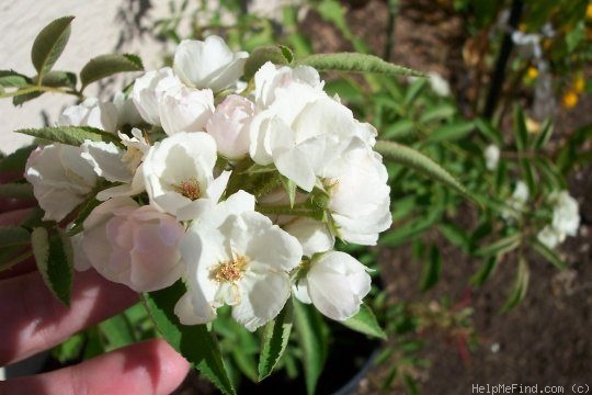 'Menja' rose photo