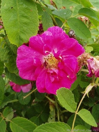 'Common Provins Rose (syn. 'Officinalis')' rose photo
