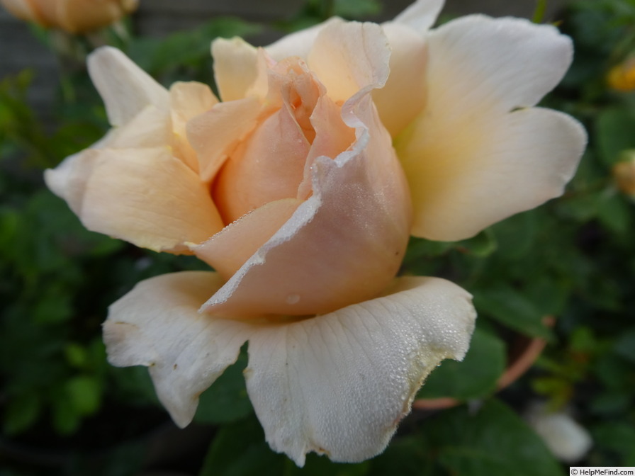 'Patrick Devedjian ®' rose photo