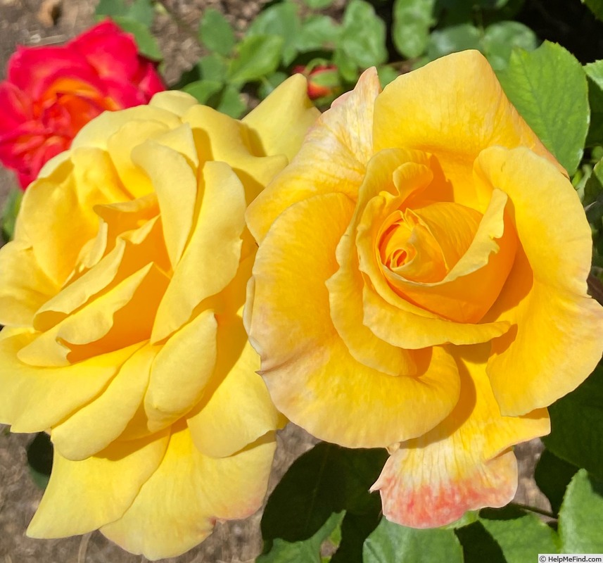 'Sultry ™' rose photo