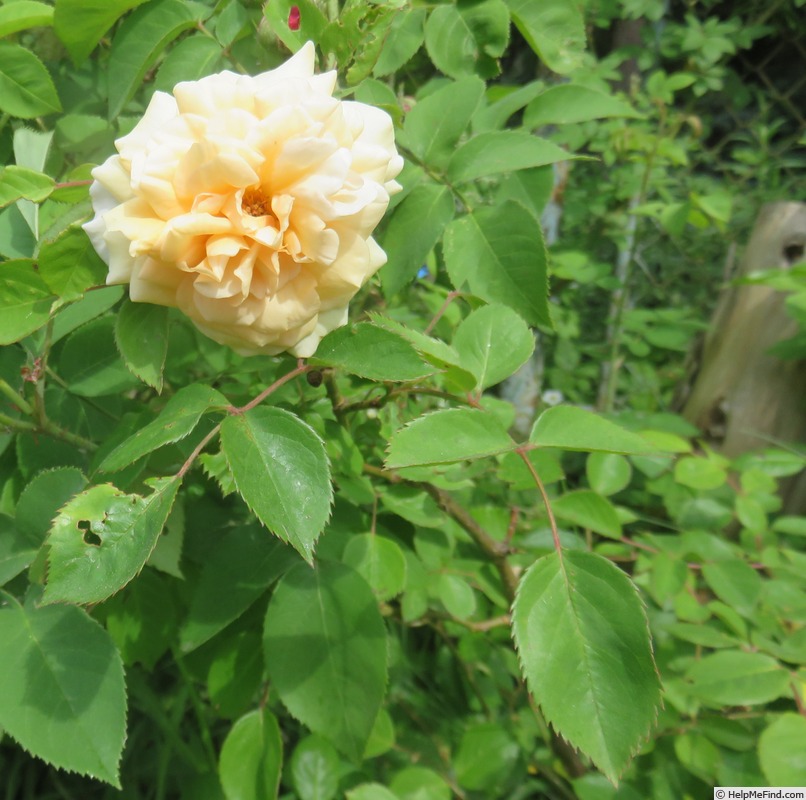'Bradova lososova Druschki' rose photo