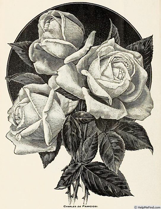 'Charles de Franciosi' rose photo