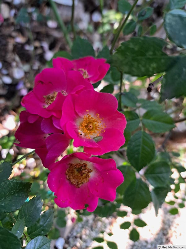 'Friendly ® Purple' rose photo