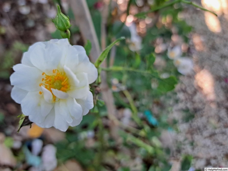 'La Grande Motte' rose photo