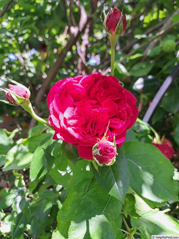 'République de Montmartre ®' rose photo