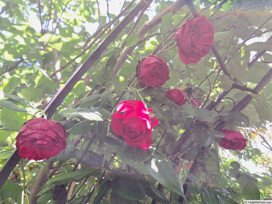 'République de Montmartre ®' rose photo