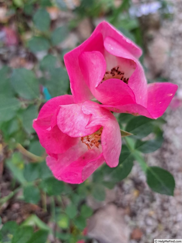 'Friendly ® Pink' rose photo