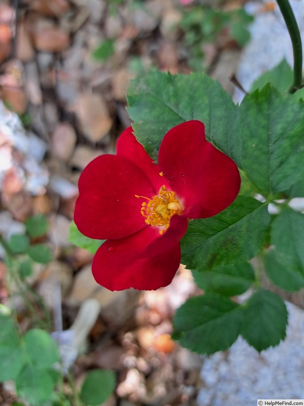 'Marondo (shrub, Kordes, 2006/17)' rose photo