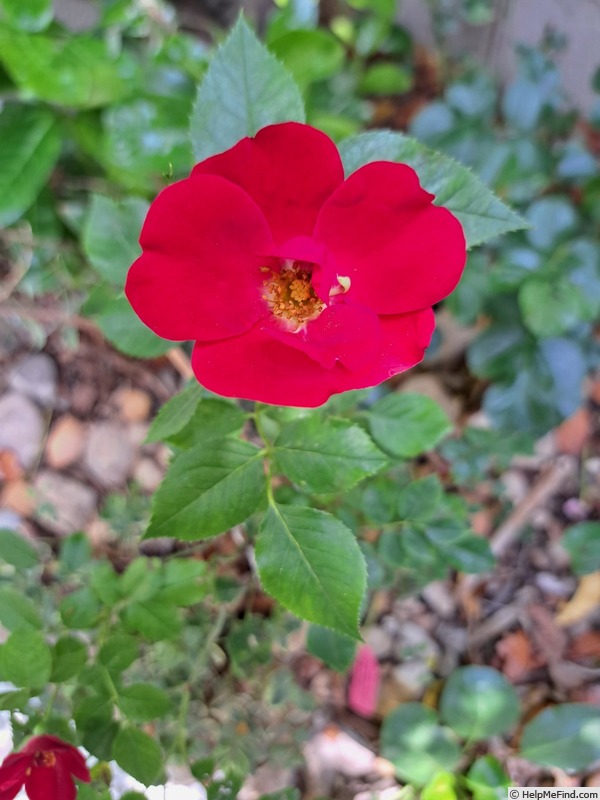 'Marondo (shrub, Kordes, 2006/17)' rose photo