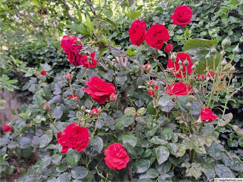 'Scarlet Bonica ®' rose photo