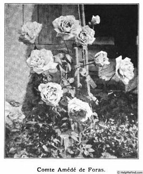 'Comte Amédée de Foras' rose photo