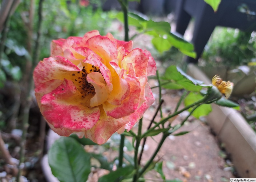 'Flamina ® (floribunda, Warner, 2019)' rose photo
