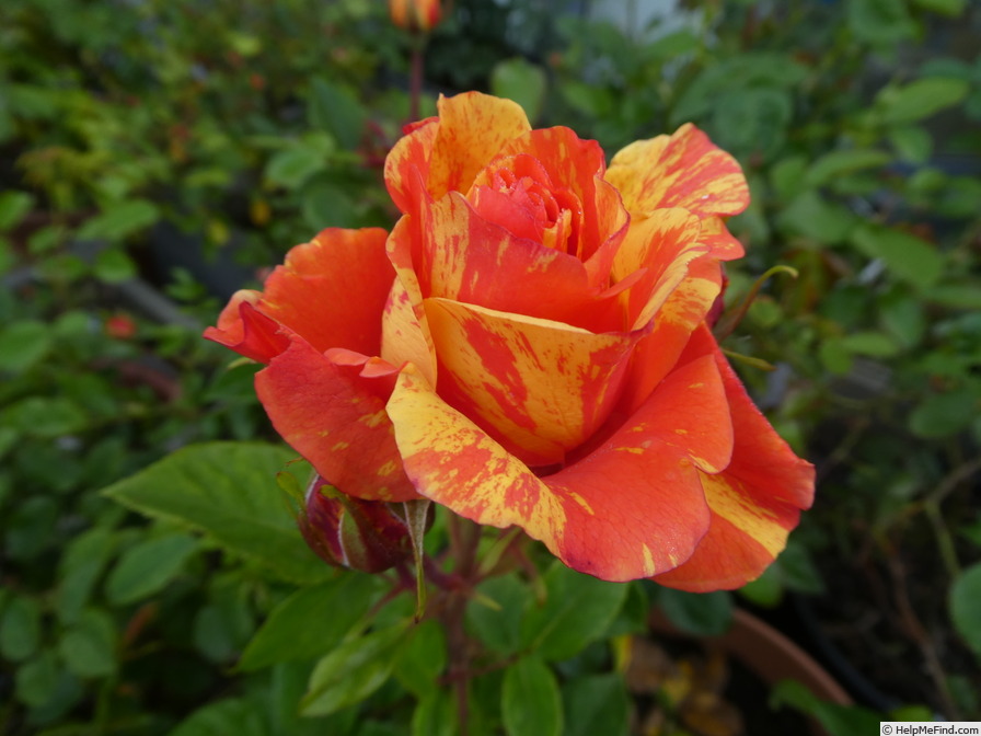 'Lollipop (floribunda, Proll/Kordes  2022)' rose photo