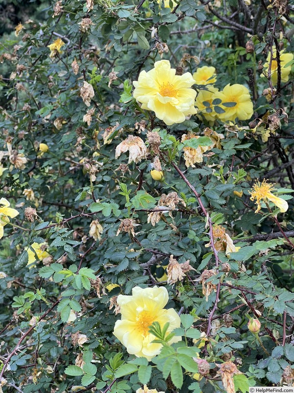 'Persiana' rose photo