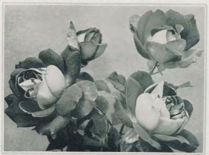 'Viktoria Adelheid' rose photo