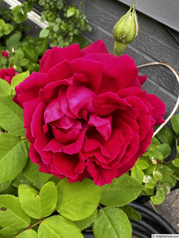 'Duke of Edinburgh (hybrid perpetual, Paul, 1868)' rose, click to enlarge 'Duke of Edinburgh (hybrid perpetual, Paul, 1868)' rose photo