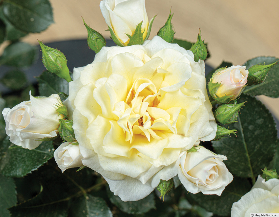 'Sunblaze Lemon ®' rose photo