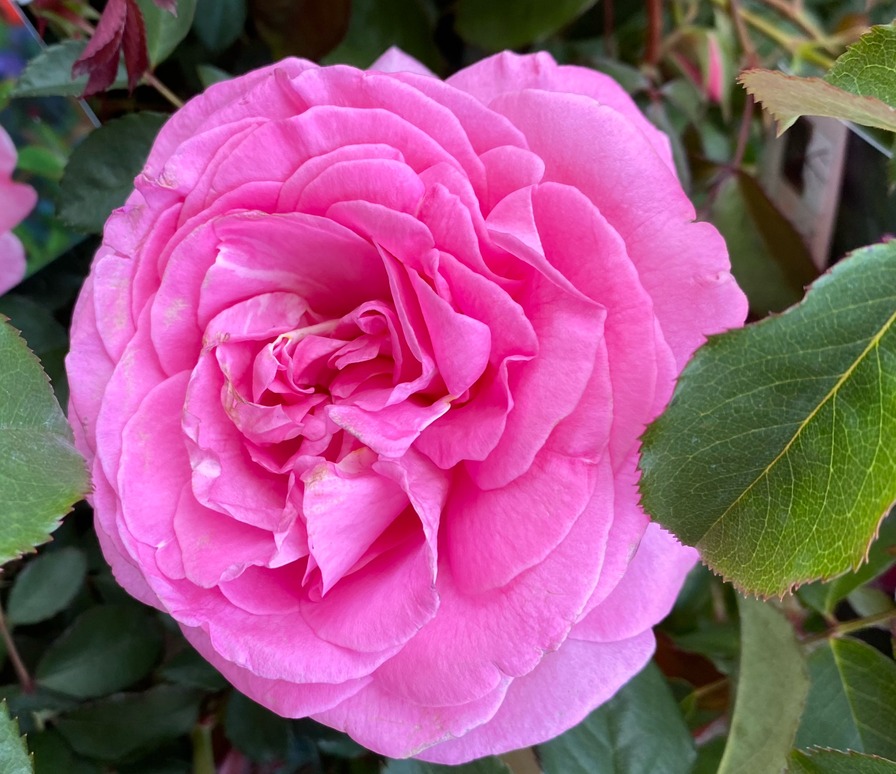 'Tea Time ™  (pink shrub, Certified before 2024)' rose photo