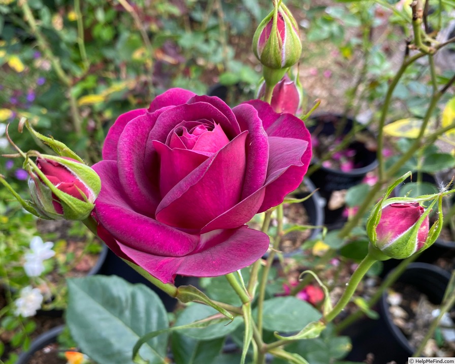 'Celestial Night ™' rose photo