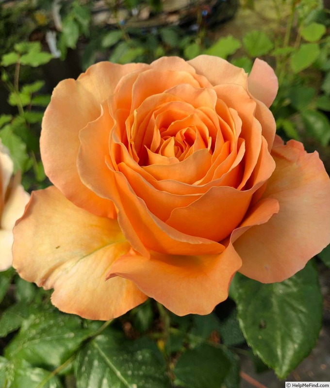 'Our Brian' rose photo