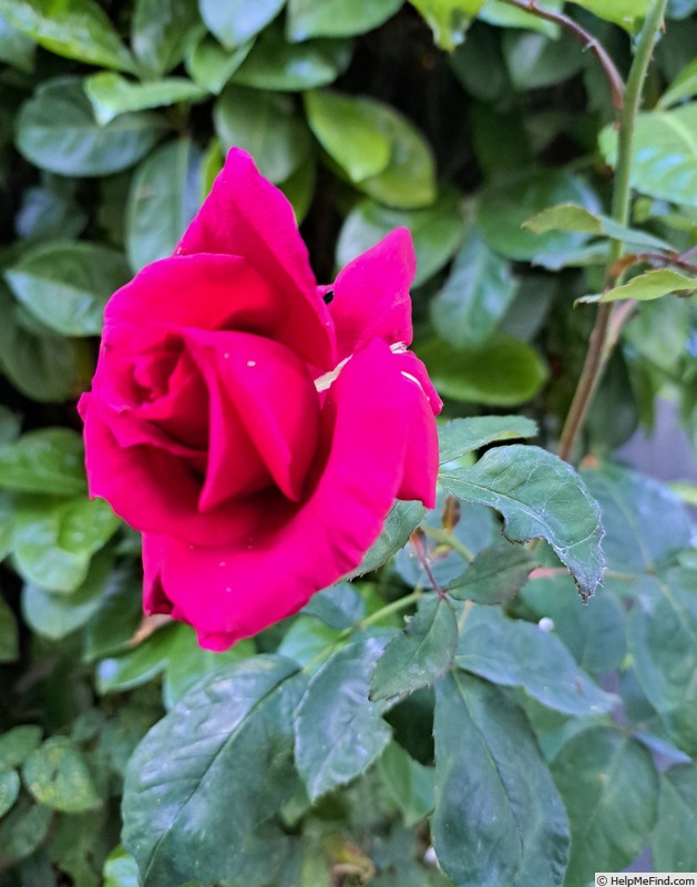 'Lalande de Pomerol' rose photo