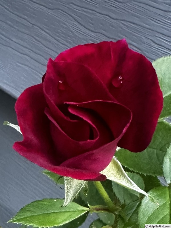 'Eternal Love' rose photo