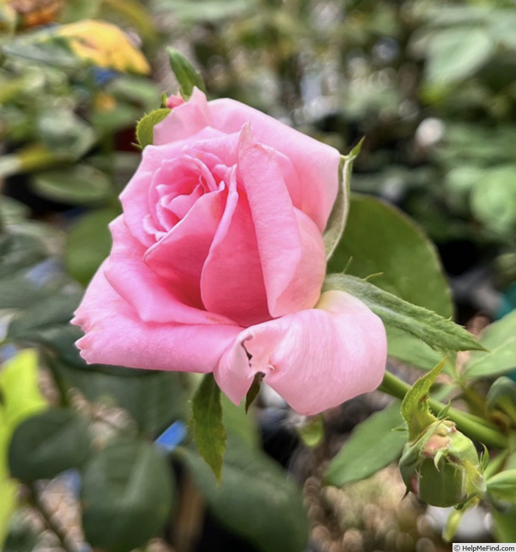 'Eleanor Ramage' rose photo