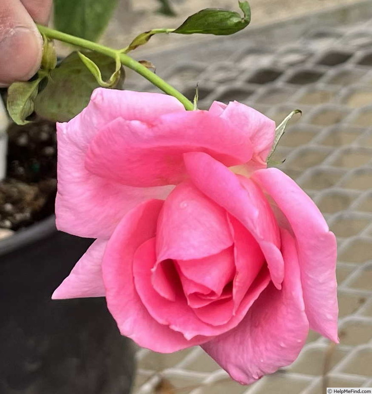 'Eleanor Ramage' rose photo