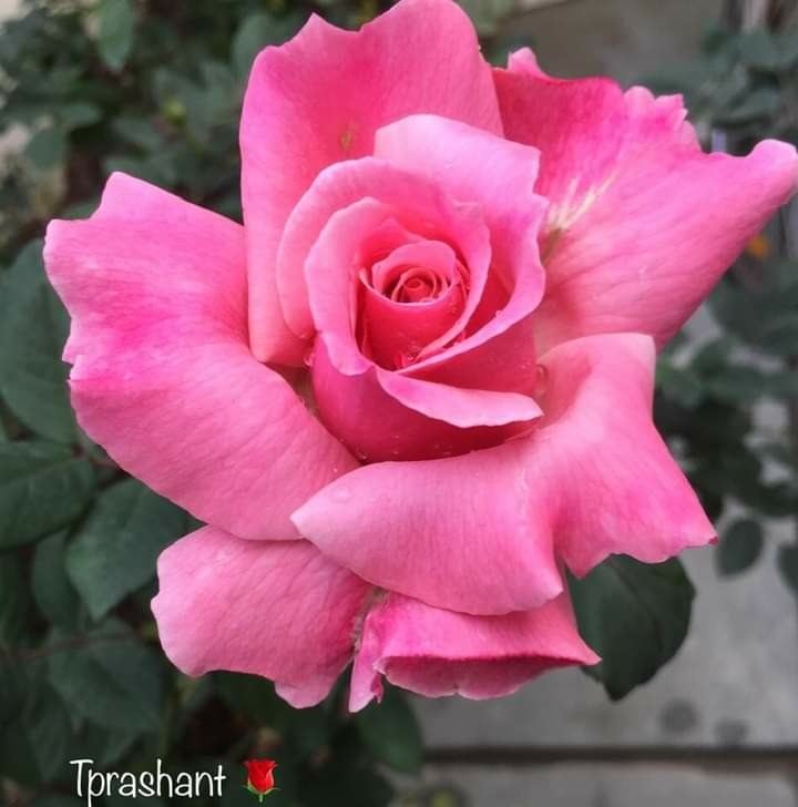 'P. H. Kulkarni' rose photo