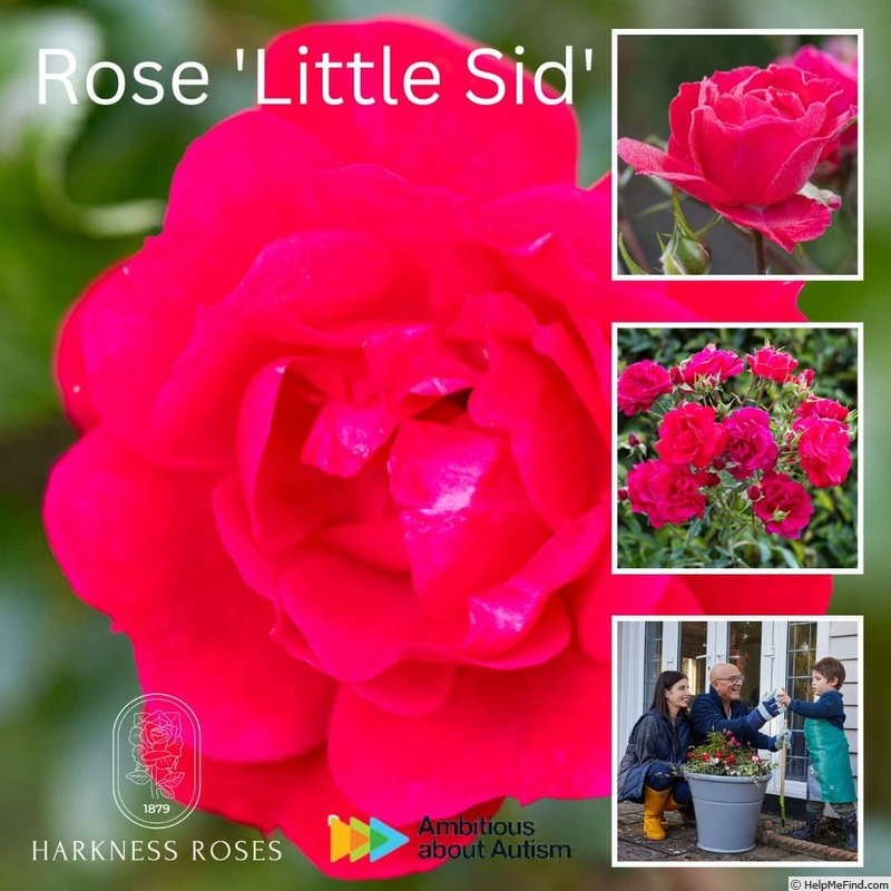 'Little Sid' rose photo