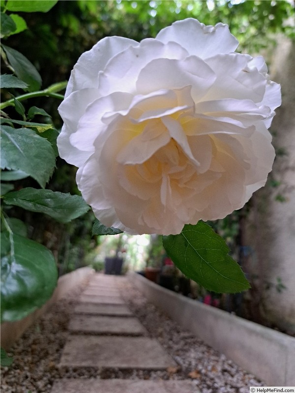 'Kosmos ® Fairy Tale (floribunda, Kordes, 2006)' rose photo
