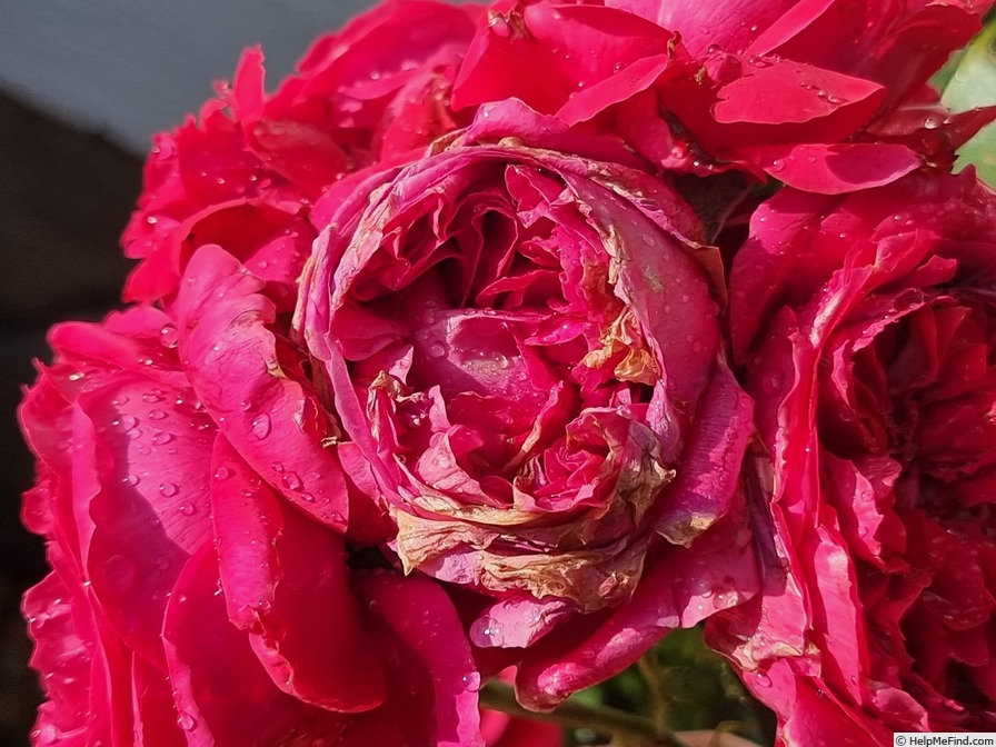 'Ruban Rouge ® (shrub, Meilland 2012)' rose photo