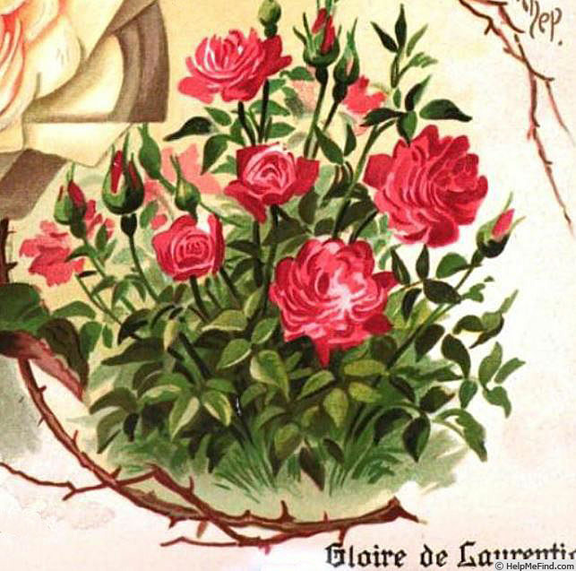'La Gloire des Laurencias' rose photo