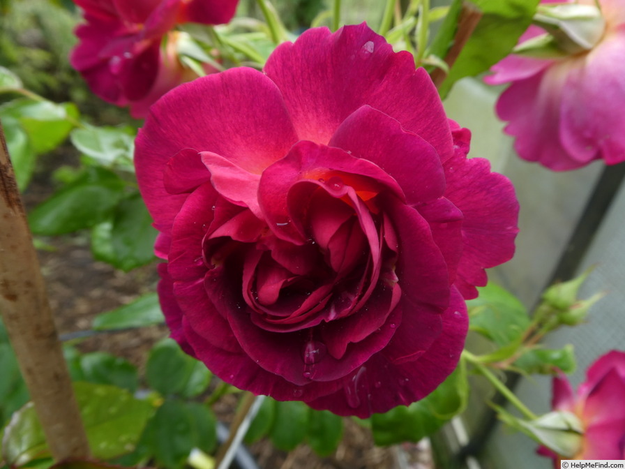 'Ile de Fleurs ®' rose photo