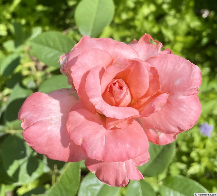 'Beautiful Dreamer (hybrid tea, Zary before 2010)' rose photo