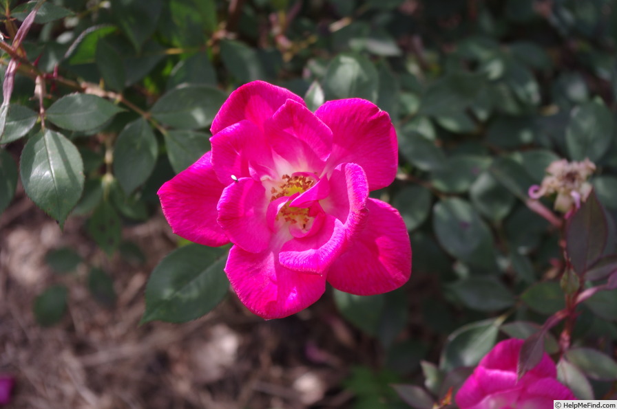 'Parc Du Pilat' rose photo