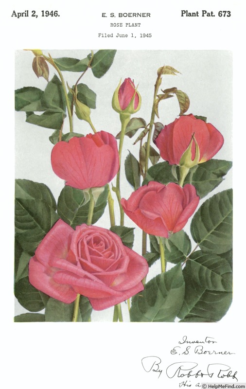 'Ernie Pyle' rose photo