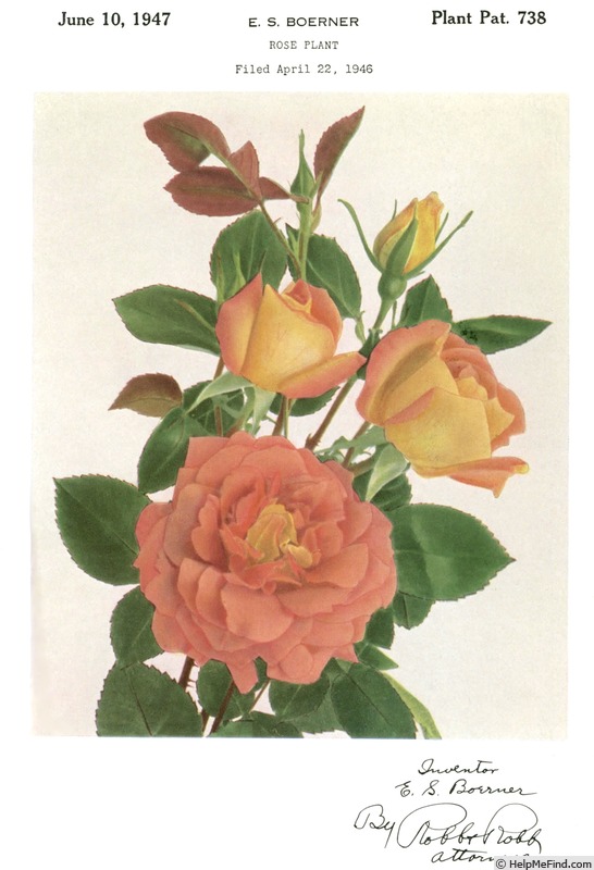 'Sunset Glory (hybrid tea, Boerner, 1947)' rose photo