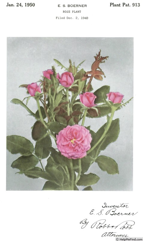'Pink Garnette' rose photo