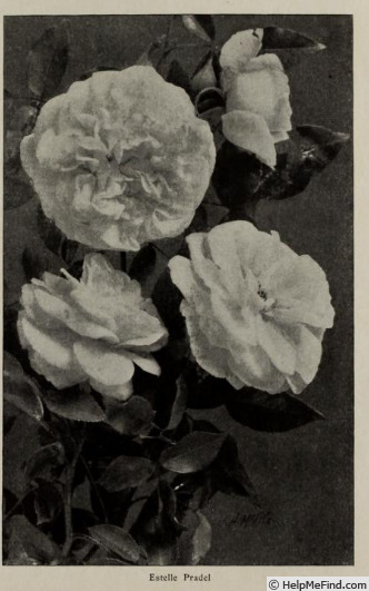 'Esther Pradel' rose photo