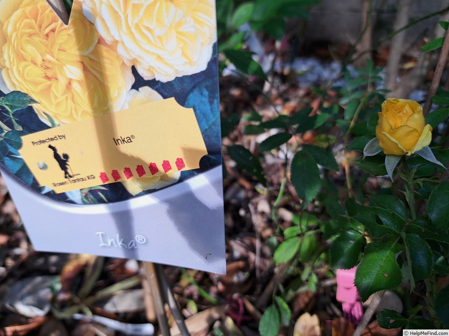 'Inka ® (Floribunda, Evers / Tantau 2008/15)' rose photo