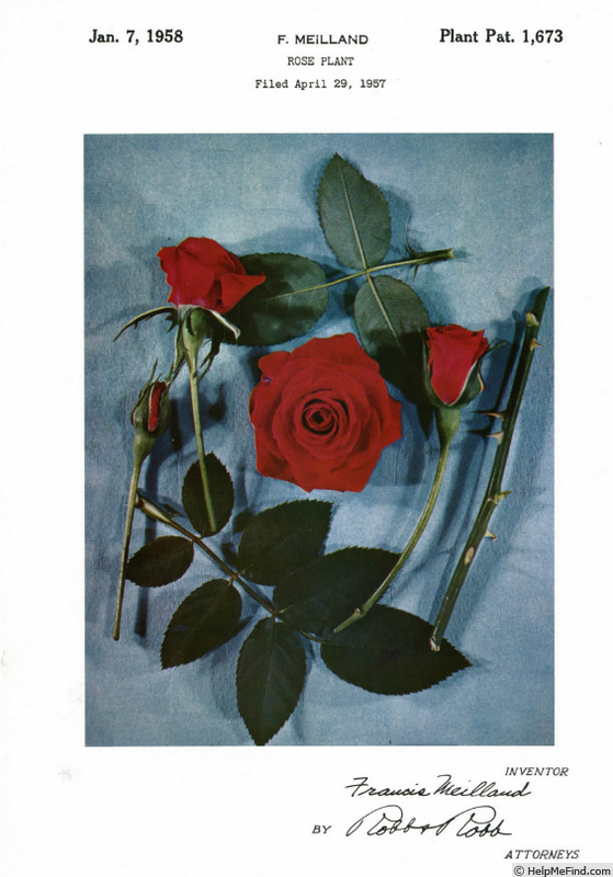 'Bonica ® (floribunda, Meilland 1957)' rose photo