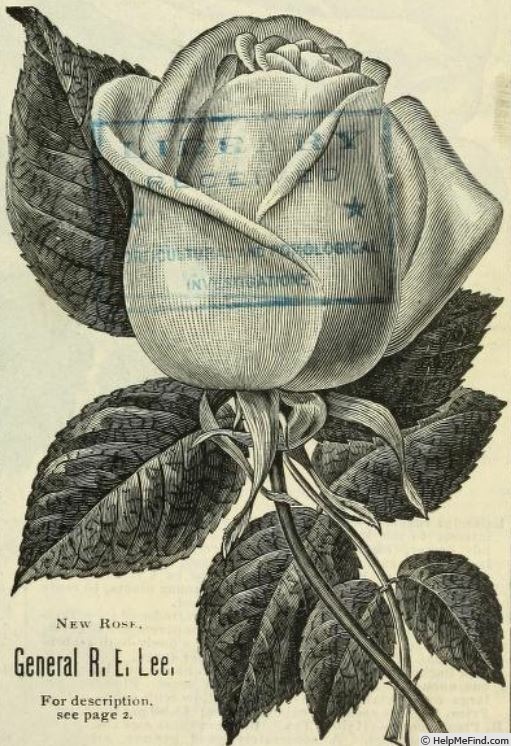 'General Robert E. Lee' rose photo