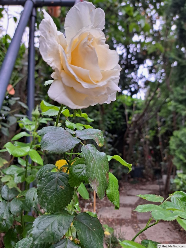 'Jeanne Coeur ®' rose photo