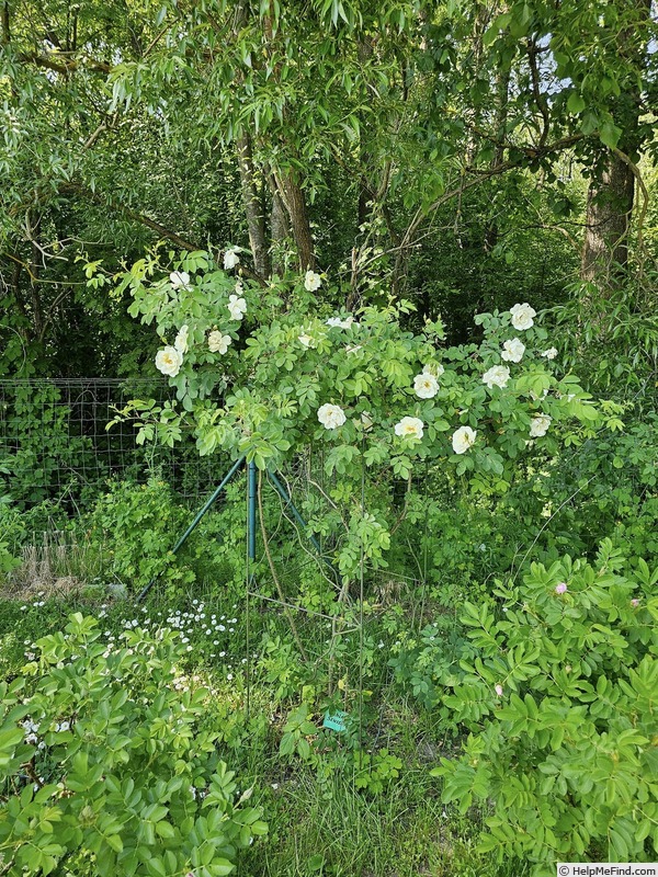 'Schloss Seusslitz' rose photo