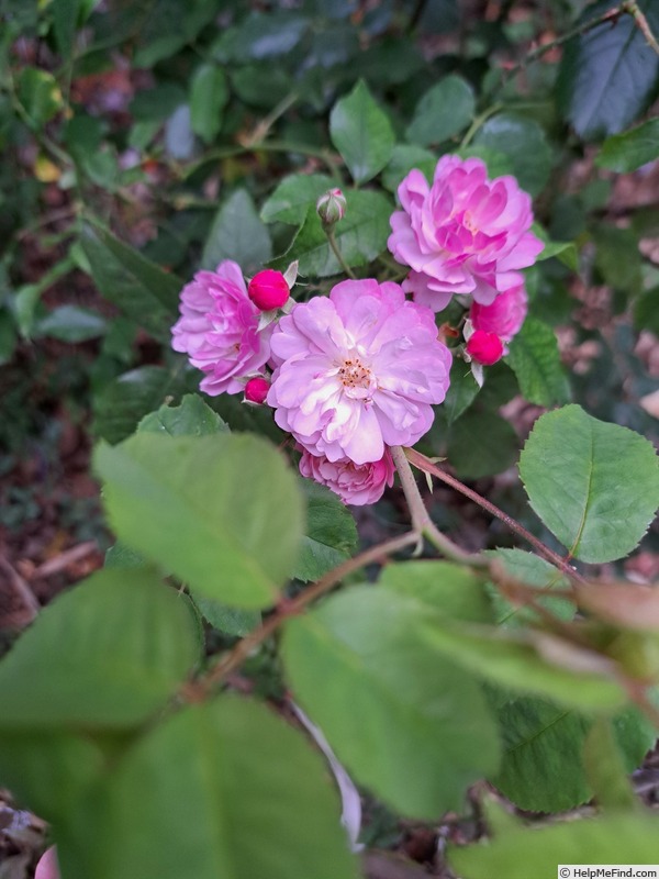 'Petite Coquine de Chédigny' rose, click to enlarge 'Petite Coquine de Chédigny' rose photo