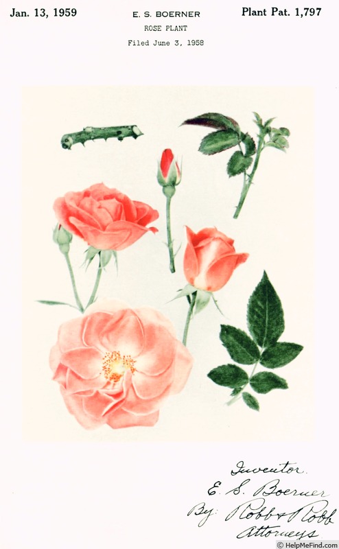 'Coral Gem (floribunda, Boerner 1958)' rose photo