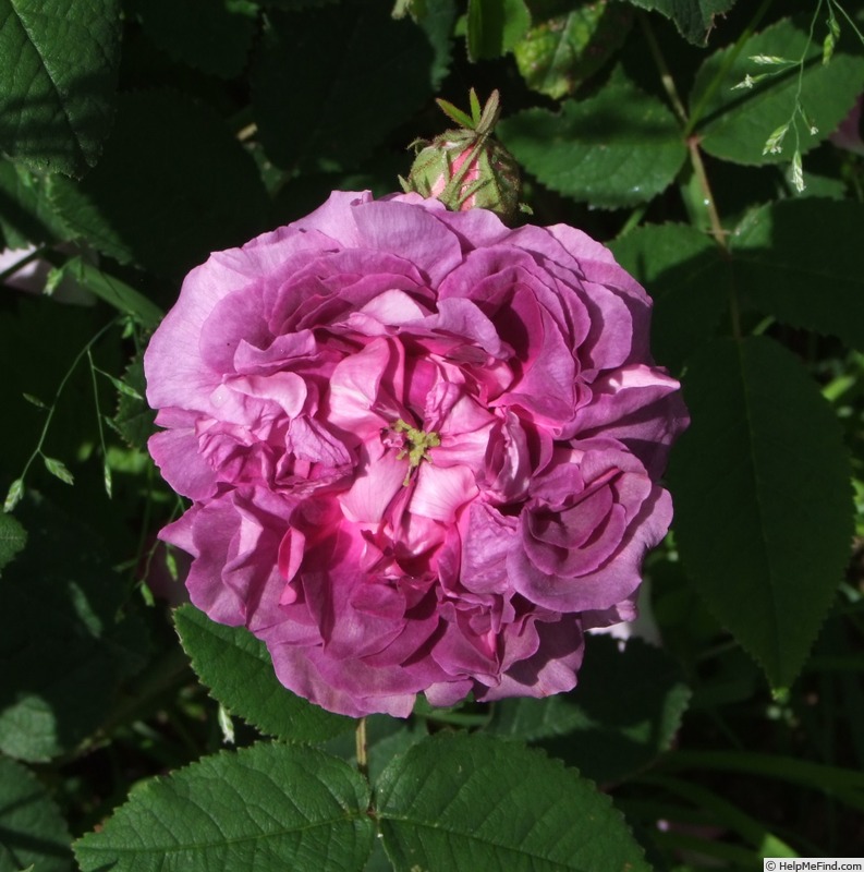 'Ombre Superbe' rose photo